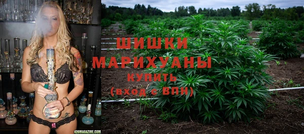 сатива Новодвинск